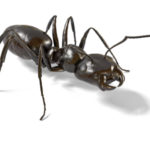 Ant Pest Control Sydney