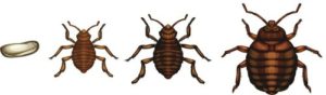 Bed Bug Pest Control Sydney