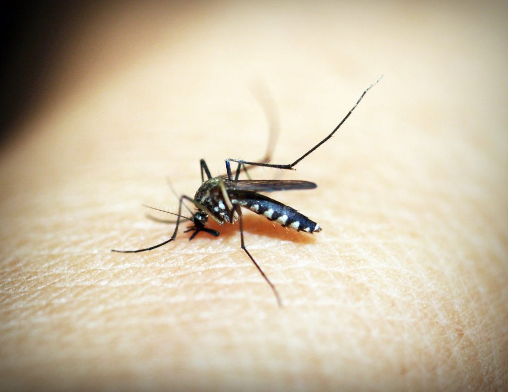 Mosquito Prevention Sydney