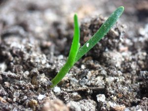 Spring Termite Swarmers Sydney