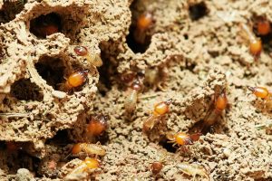 Termite Pest Control Sydney