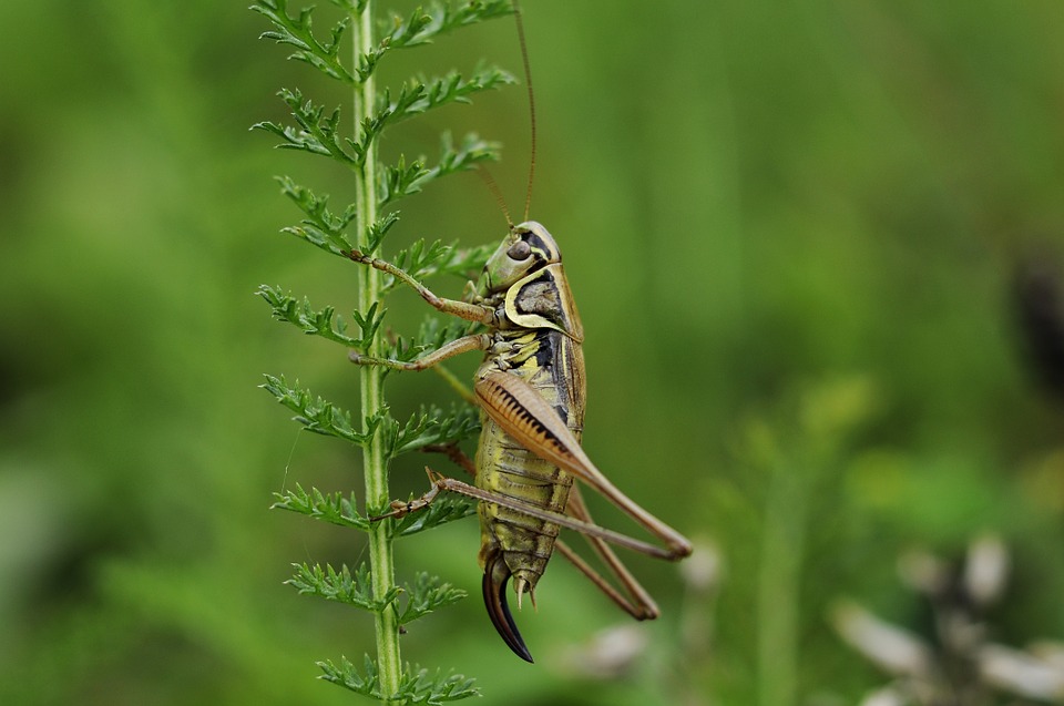 Cricket Pest Control Sydney