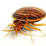 Bed Bug Pest Control Sydney