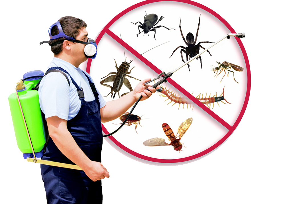 Termite Pest Control Specialists