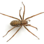 Spider Pest Control Sydney