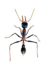 Ant Pest Control Sydney