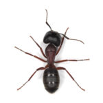 Ant Pest Control Sydney