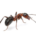 Ant Pest Control Sydney