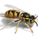 Wasp Pest Control Sydney