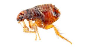 Flea Pest Control Sydney 