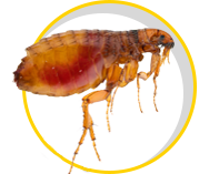 Flea Pest Control Sydney