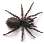 Spider Pest Control Sydney