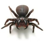 Spider Pest Control Sydney