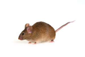 Rodent Pest Control Sydney