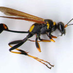 Wasp Pest Control Sydney