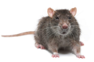 Rodent Pest Control Sydney