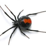 Spider Pest Control Sydney