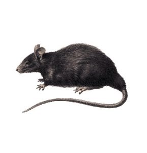 Rodent Pest Control Sydney