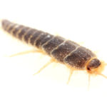 Silverfish Pest Control Sydney