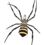 Spider Pest Control Sydney