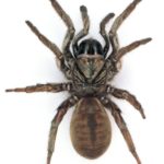 Spider Pest Control Sydney