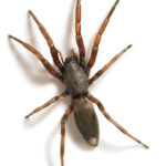 Spider Pest Control Sydney