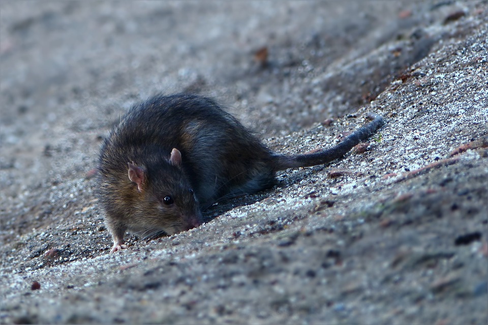 What is the difference between rat and mice droppings?