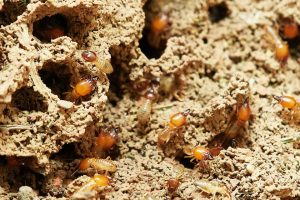 Termite Control Sydney