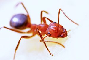 Ant Pest Control Sydney