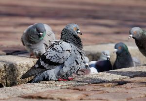 Bird Control Sydney