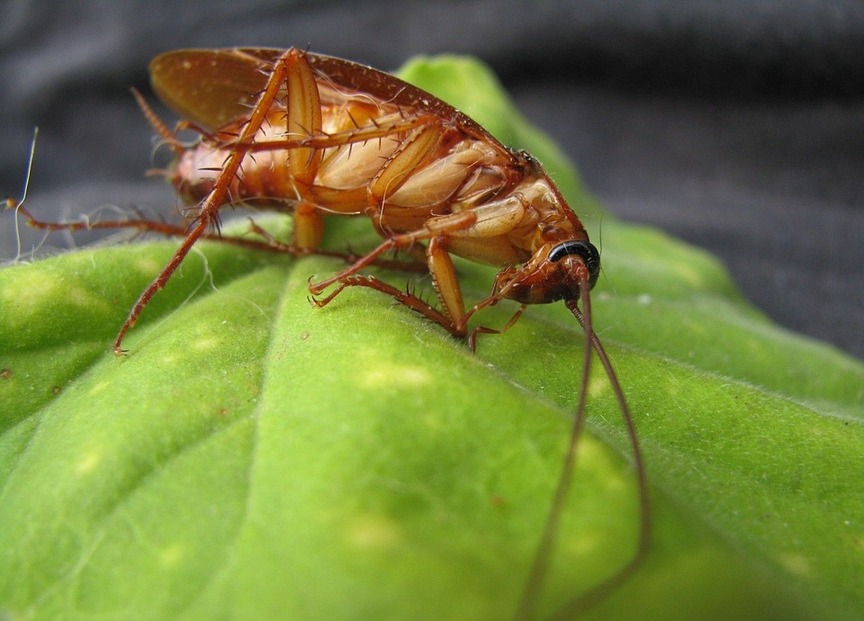Cockroach Pest Control Sydney